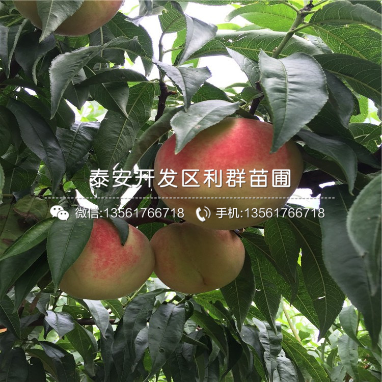 秋雪桃树苗新品种秋雪桃树苗多少钱一棵