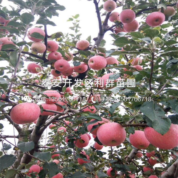 哪里有黑鉆蘋(píng)果苗批發(fā)、黑鉆蘋(píng)果苗多少錢(qián)一棵