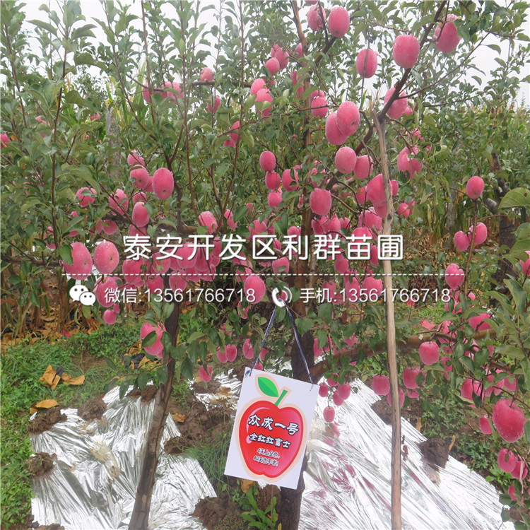 紅蜜脆蘋果樹苗報(bào)價、紅蜜脆蘋果樹苗價格