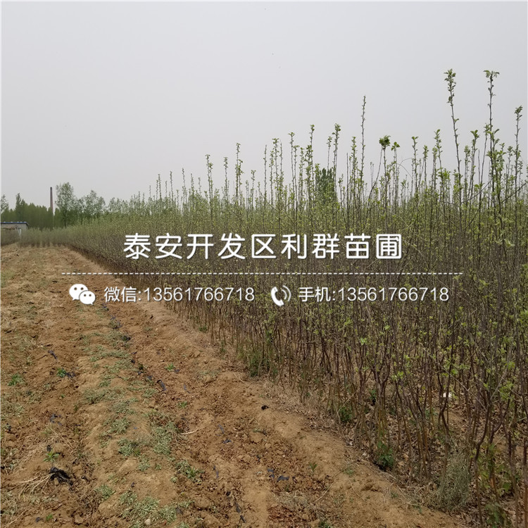 哪里有矮化柱狀蘋果樹苗批發(fā)、2019年矮化柱狀蘋果樹苗價格