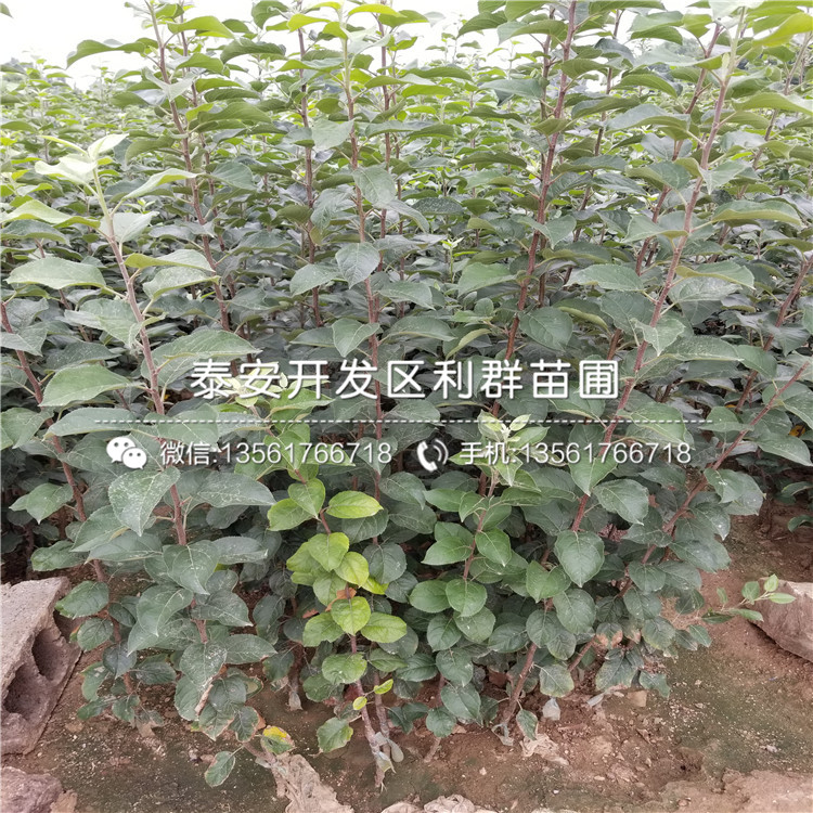 紅蜜脆蘋果樹苗批發(fā)、紅蜜脆蘋果樹苗價格