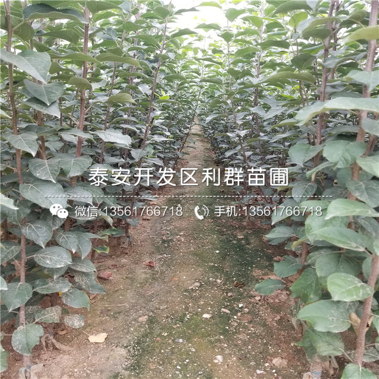 蘋果苗多少錢、蘋果苗多少錢一棵