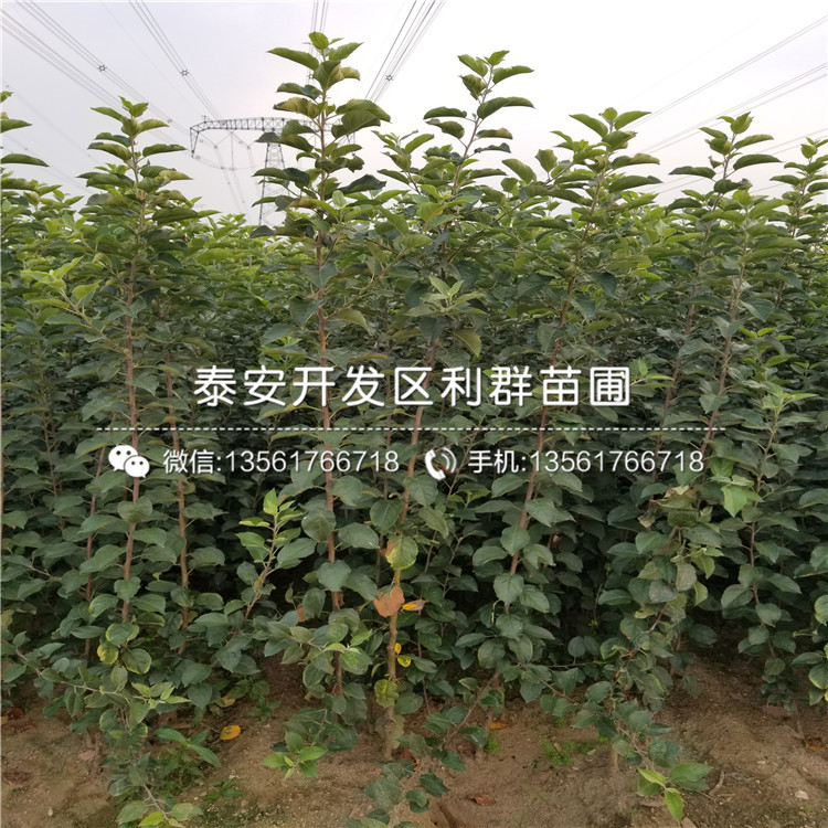 中秋王蘋果樹苗批發(fā)價(jià)格、2019年中秋王蘋果樹苗價(jià)格