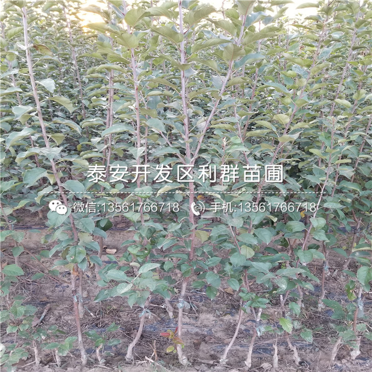 蘋果苗報(bào)價(jià)、2019年蘋果苗多少錢一棵