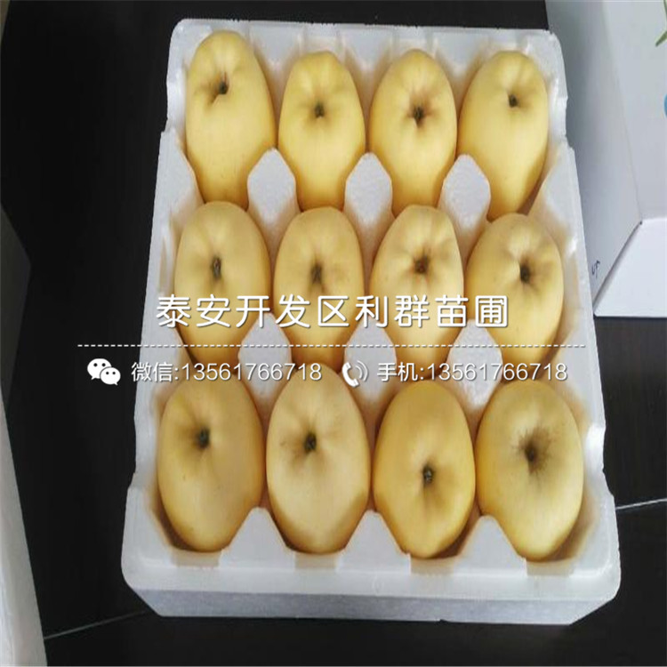 潤太一號柱狀蘋果苗價(jià)格、潤太一號柱狀蘋果苗多少錢一棵