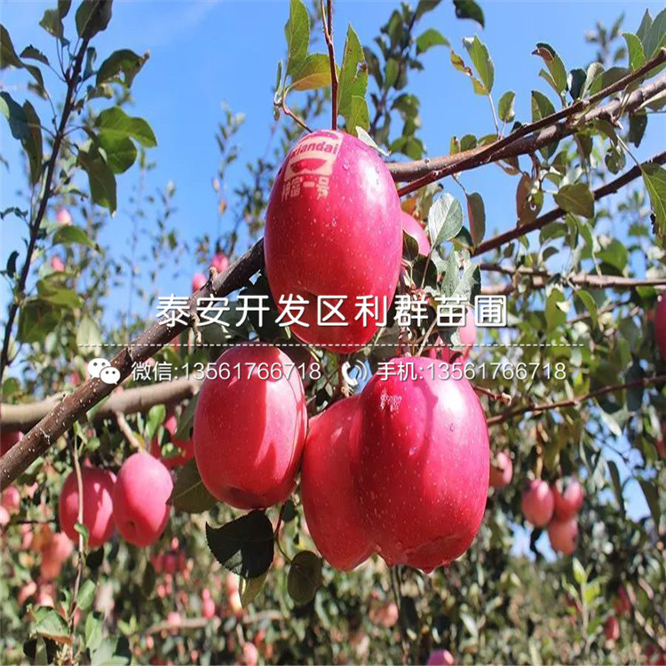 矮化砧蘋(píng)果苗多少錢(qián)、2019年矮化砧蘋(píng)果苗價(jià)格