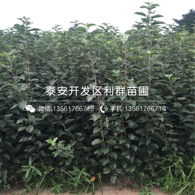 山東蘋果苗、山東蘋果苗報價