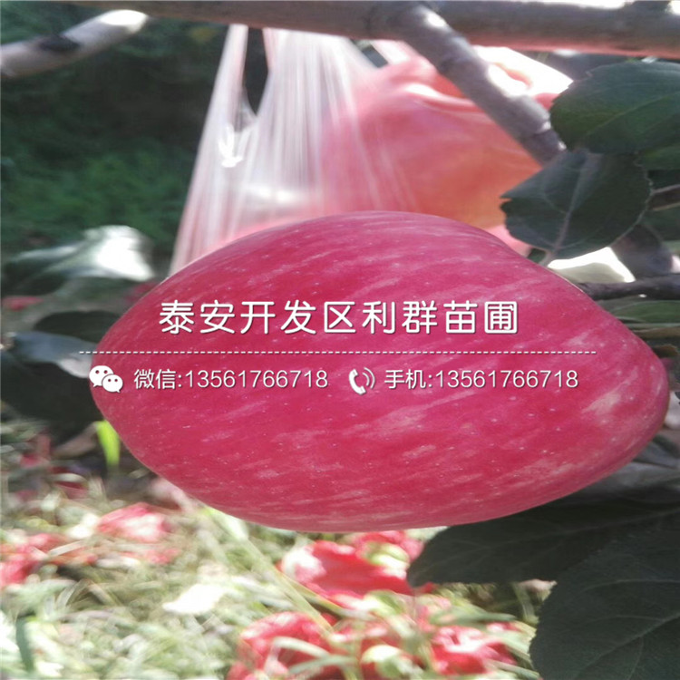 紅蜜脆蘋果樹苗批發(fā)、紅蜜脆蘋果樹苗價格