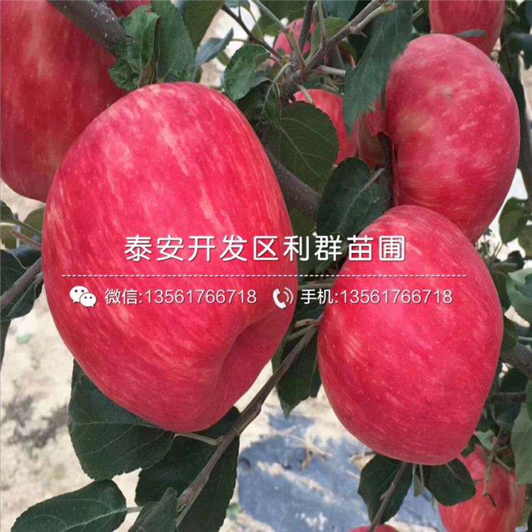 紅心蘋(píng)果苗多少錢(qián)、2019年紅心蘋(píng)果苗價(jià)格