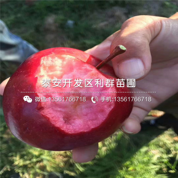 藤木一號蘋果苗出售價格、藤木一號蘋果苗多少錢一棵