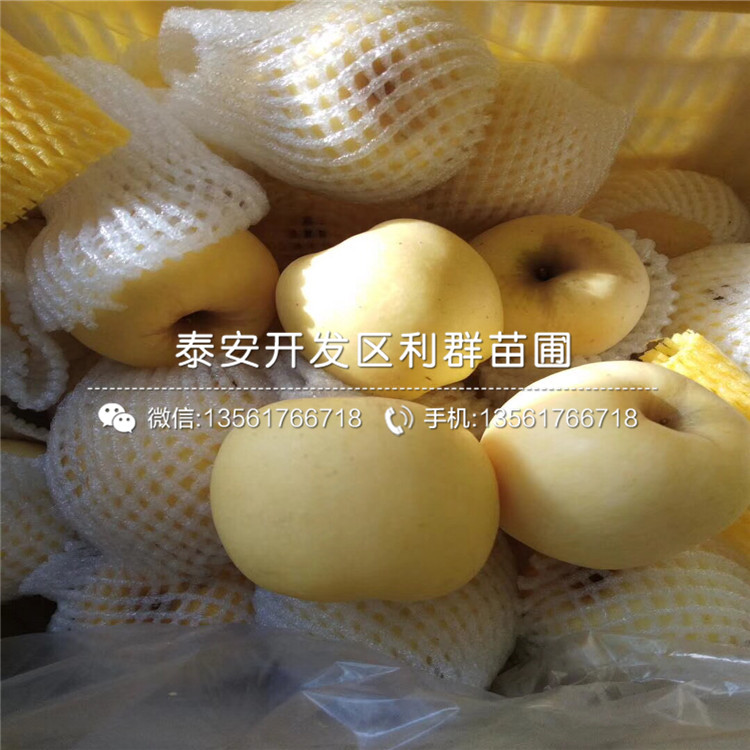 潤太一號柱狀蘋果苗價(jià)格、潤太一號柱狀蘋果苗多少錢一棵