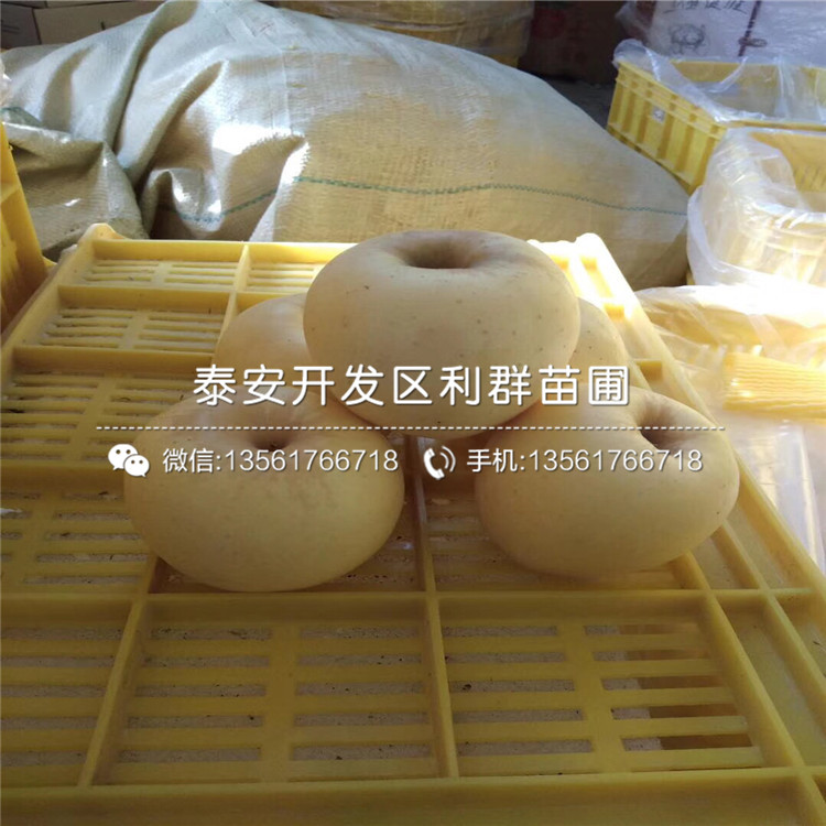 2公分煙富10號蘋果苗、2公分煙富10號蘋果苗價格