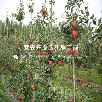 3公分蘋果苗批發(fā)、3公分蘋果苗價格
