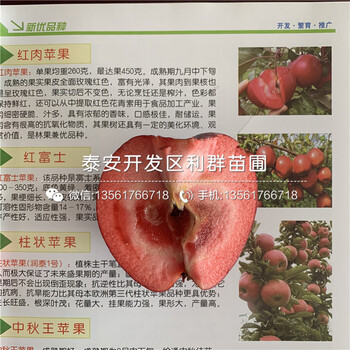 哪里有賣紅星蘋果苗的、紅星蘋果苗多少錢一棵