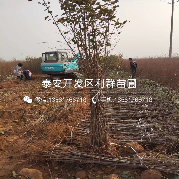 4公分蘋果樹苗、4公分蘋果樹苗出售
