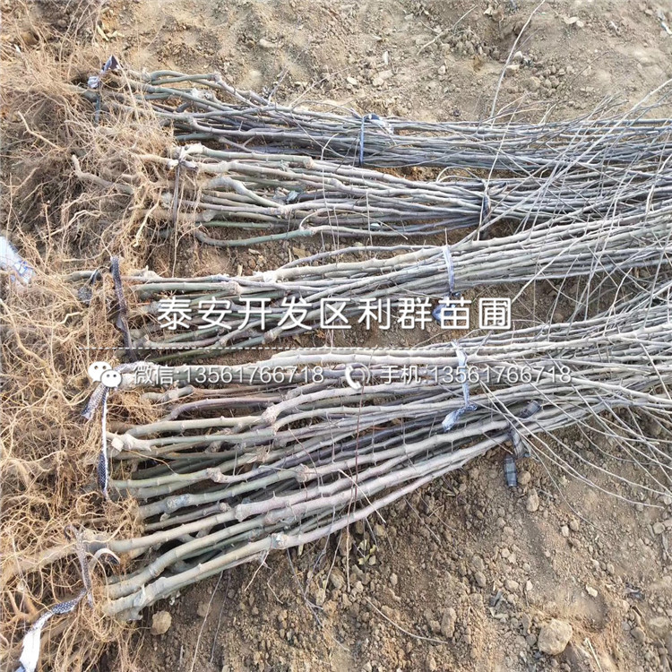蘋果苗報(bào)價(jià)、2019年蘋果苗多少錢一棵