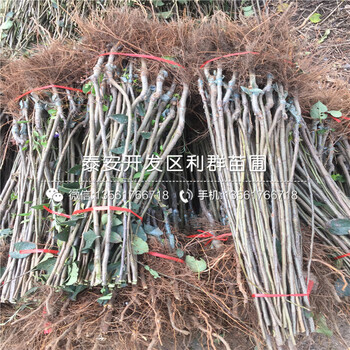 眾成1號蘋果樹苗批發(fā)基地、眾成1號蘋果樹苗多少錢一棵