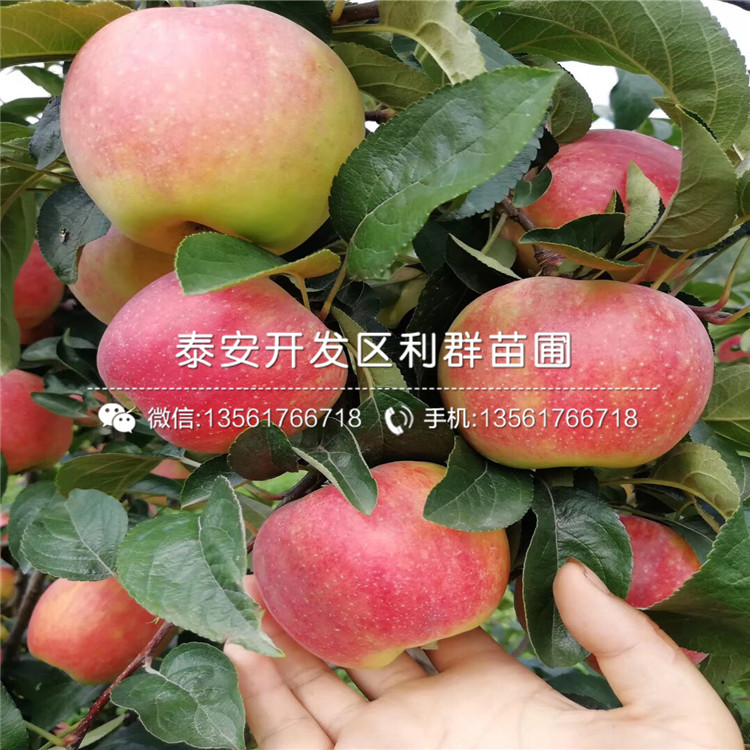 雙矮蘋果苗報(bào)價(jià)、2019年雙矮蘋果苗價(jià)格