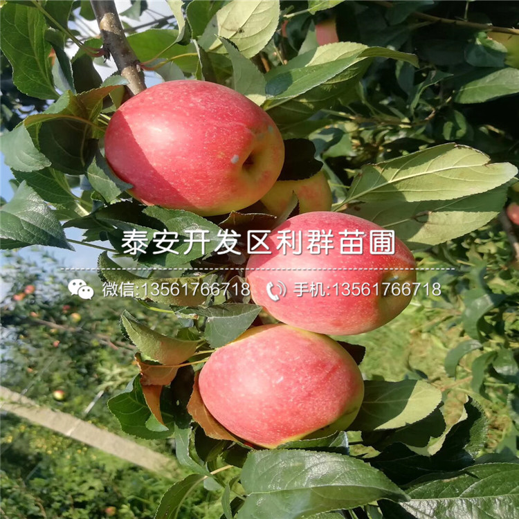 山東雞心果樹苗、山東雞心果樹苗基地