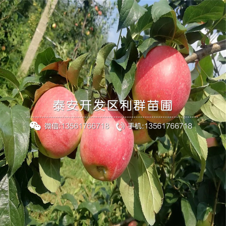 1公分華碩蘋(píng)果樹(shù)苗、1公分華碩蘋(píng)果樹(shù)苗多少錢(qián)