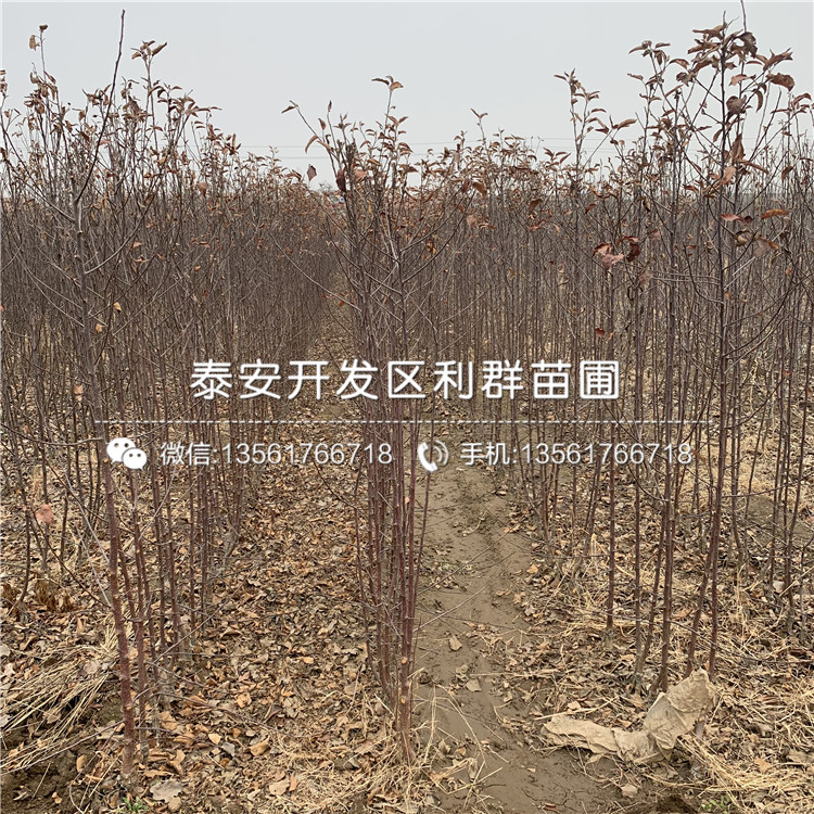 秦冠蘋果樹苗、秦冠蘋果樹苗基地