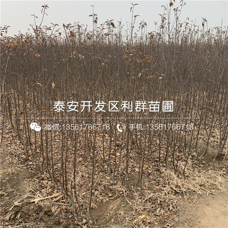 哪里有黑鉆蘋(píng)果苗批發(fā)、黑鉆蘋(píng)果苗多少錢(qián)一棵