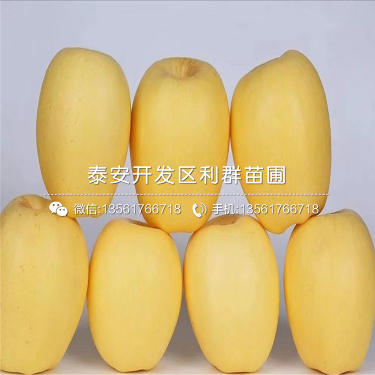 3公分華碩蘋果苗、3公分華碩蘋果苗多少錢