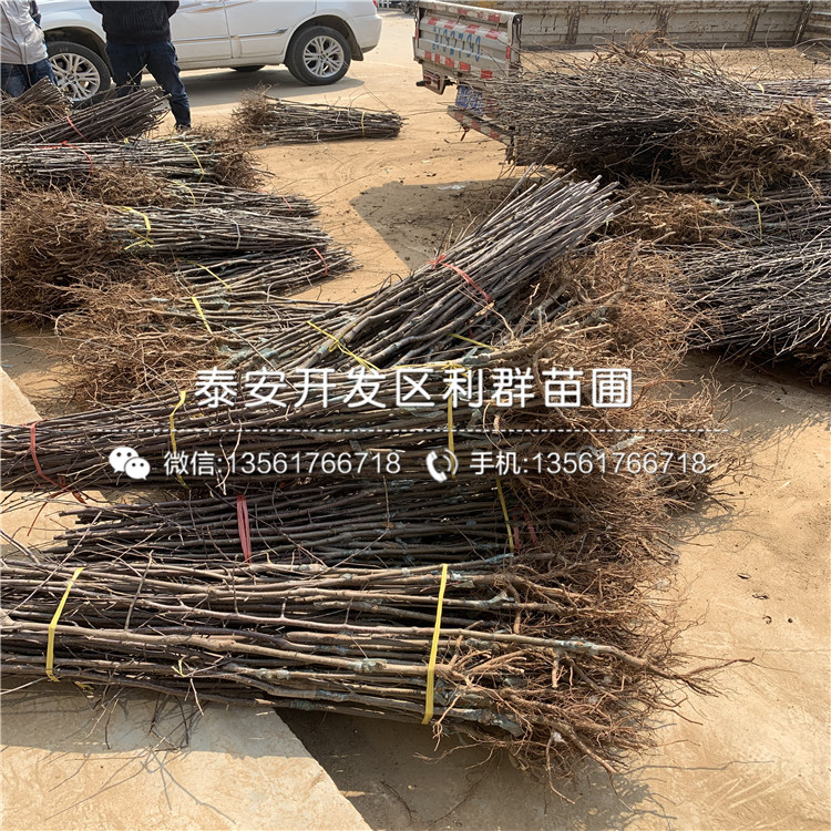 山東中秋王蘋果苗、中秋王蘋果苗價(jià)格