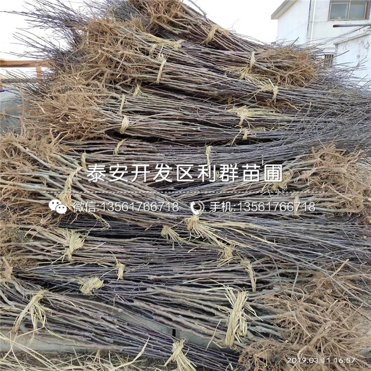 秦冠蘋果樹苗報(bào)價(jià)、秦冠蘋果樹苗多少錢一棵