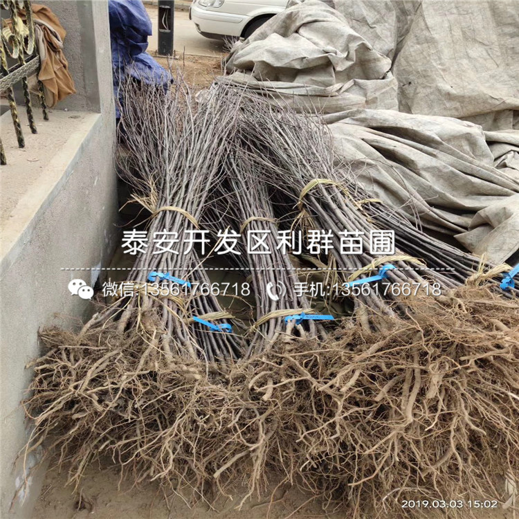 2公分華碩蘋果樹苗、2公分華碩蘋果樹苗價(jià)格及報(bào)價(jià)