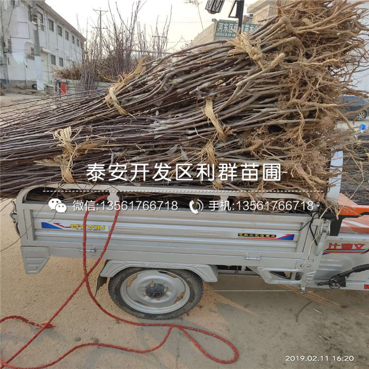 藤木一號(hào)蘋(píng)果樹(shù)苗價(jià)格、藤木一號(hào)蘋(píng)果樹(shù)苗基地