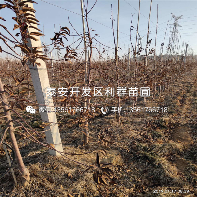 煙富十號蘋果樹苗、煙富十號蘋果樹苗什么價格