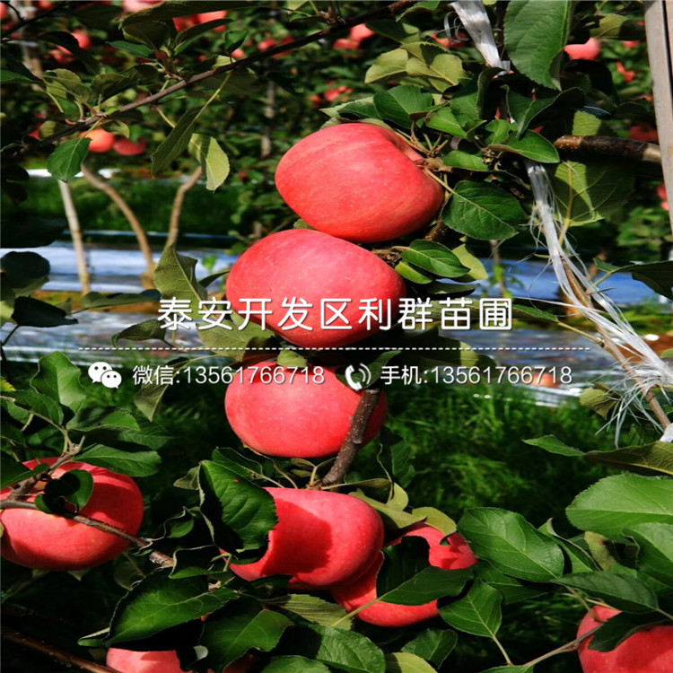 煙富三號(hào)蘋(píng)果苗價(jià)格、煙富三號(hào)蘋(píng)果苗出售