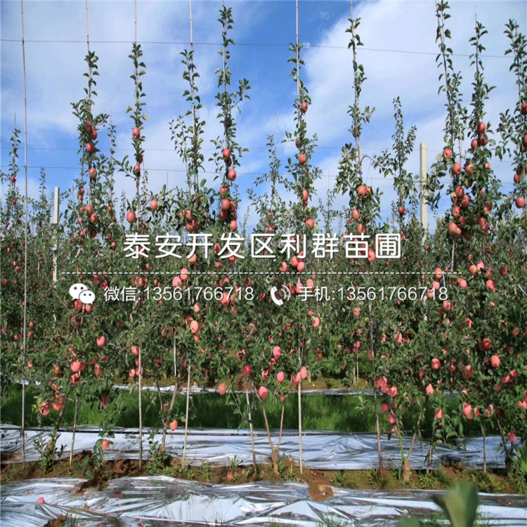 雞心果苗、雞心果苗新品種