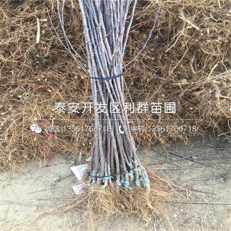 煙富六號(hào)蘋果苗、煙富六號(hào)蘋果苗價(jià)錢