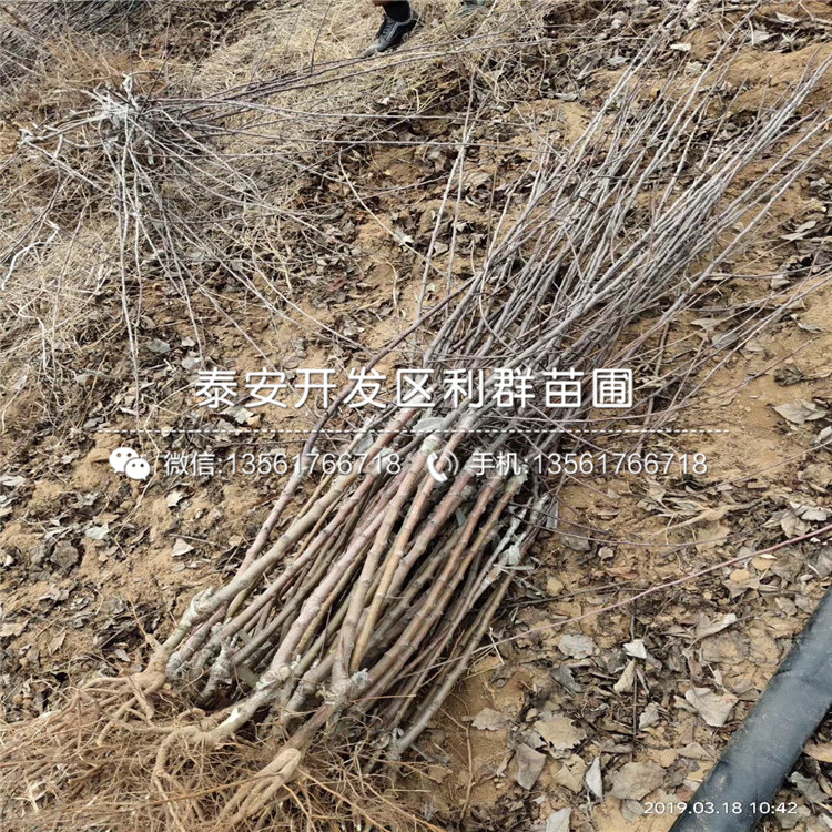 4公分蘋果樹苗、4公分蘋果樹苗出售