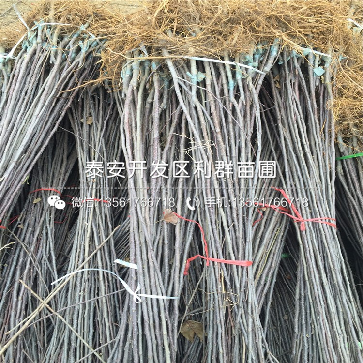 中秋王蘋果樹苗出售、中秋王蘋果樹苗價(jià)格