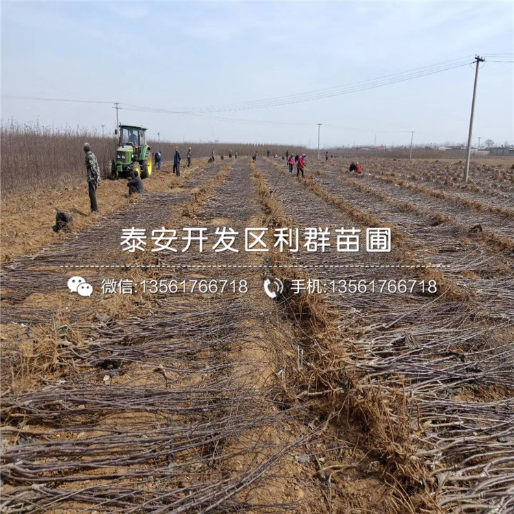 山東雞心蘋果苗、山東雞心蘋果苗價(jià)格