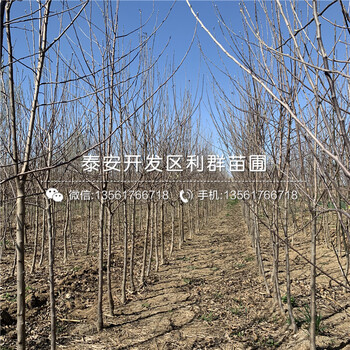 1公分華碩蘋果樹苗、1公分華碩蘋果樹苗多少錢