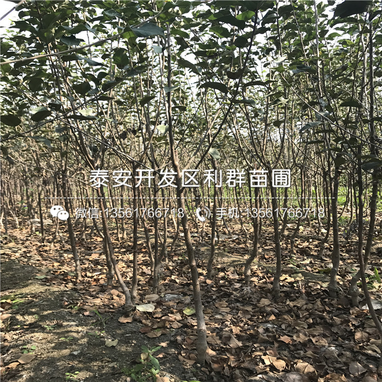 2公分煙富8號(hào)蘋果苗批發(fā)基地、2公分煙富8號(hào)蘋果苗多少錢一棵