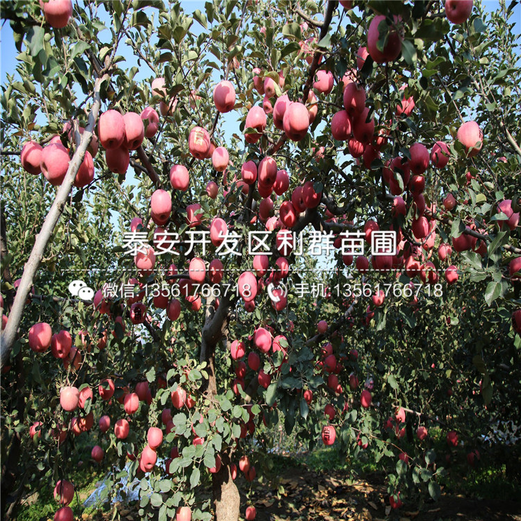 煙富10號蘋果樹苗