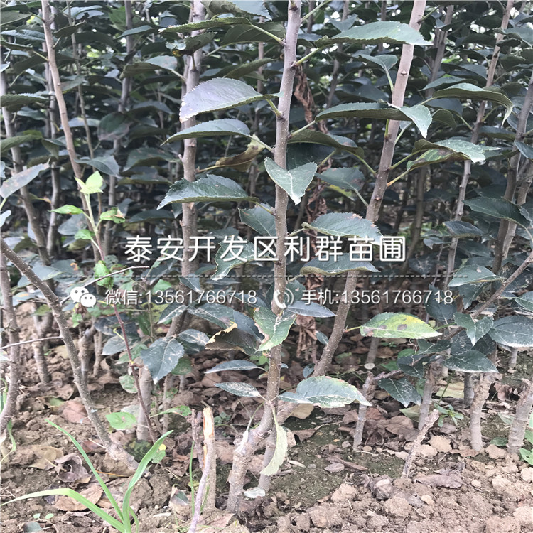 哪里有黑鉆蘋(píng)果苗批發(fā)、黑鉆蘋(píng)果苗多少錢(qián)一棵