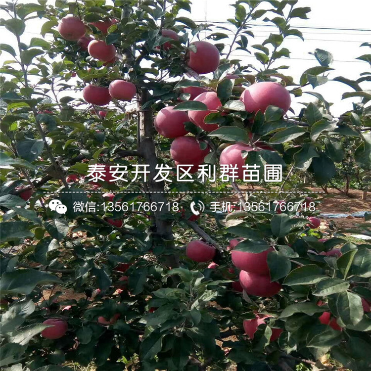 蘋果苗多少錢、蘋果苗多少錢一棵