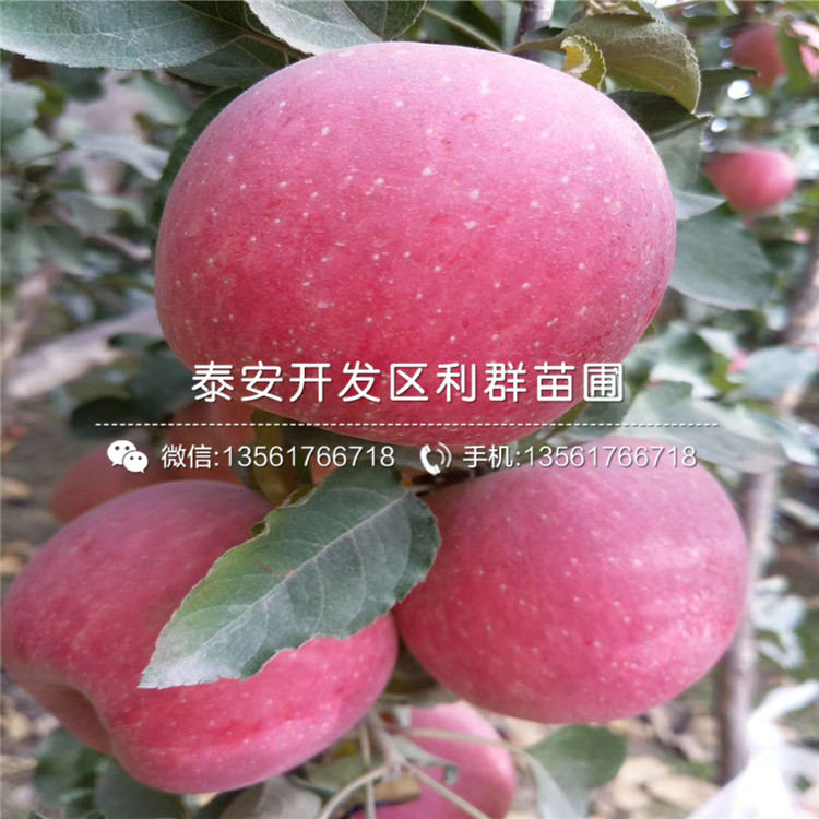 中秋王蘋果樹苗出售、中秋王蘋果樹苗價(jià)格