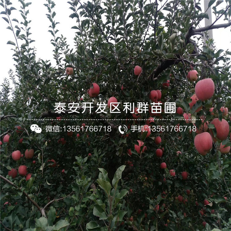 紅元帥蘋果苗、紅元帥蘋果苗品種