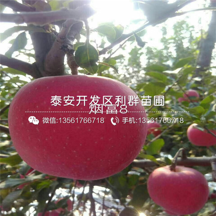 2公分煙富8號(hào)蘋果苗批發(fā)基地、2公分煙富8號(hào)蘋果苗多少錢一棵