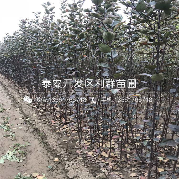 123蘋果苗、123蘋果苗出售價(jià)格