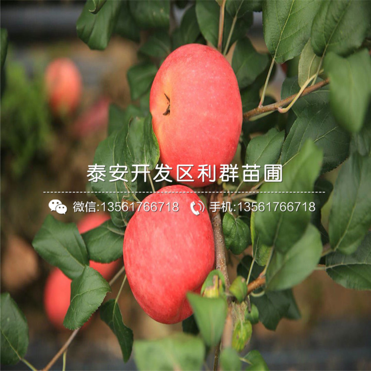 蘋果苗報(bào)價(jià)、2019年蘋果苗多少錢一棵