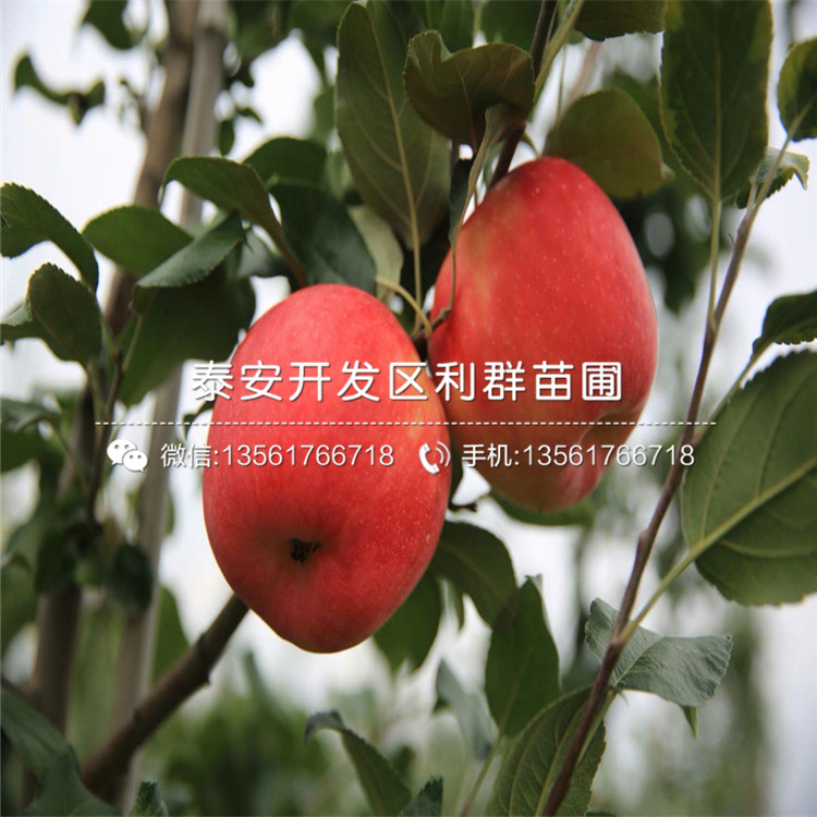 長(cháng)富2號蘋(píng)果樹(shù)苗、長(cháng)富2號蘋(píng)果樹(shù)苗出售價(jià)格