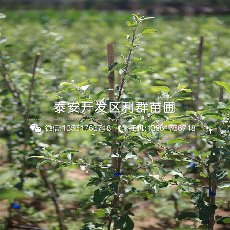 紅露蘋果苗、紅露蘋果苗批發(fā)價格